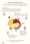 Your brain and the five senses