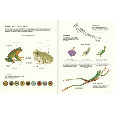 Water and land, amphibians and reptiles of America