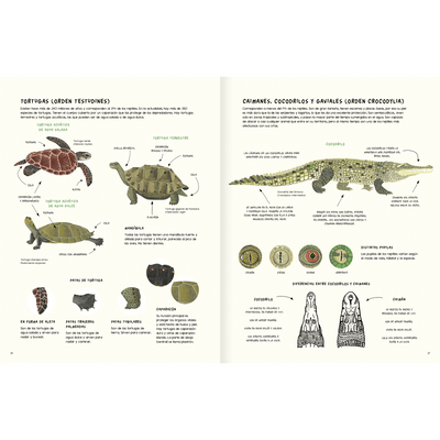 Water and land, amphibians and reptiles of America